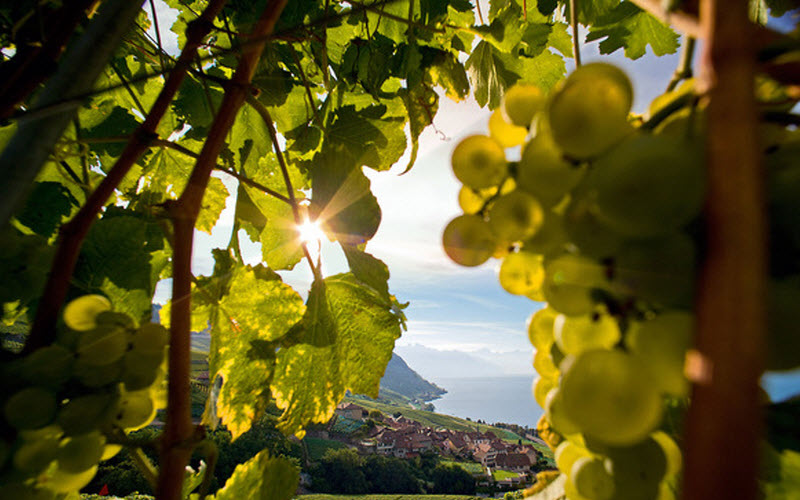 cépage chasselas